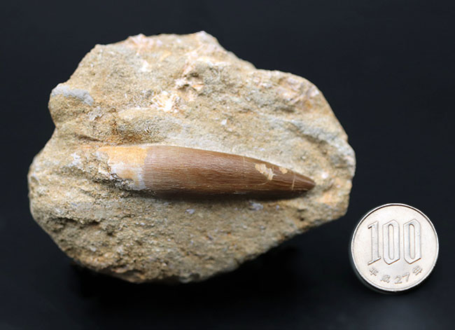 白亜紀の海生爬虫類、首長竜、エラスモサウルス(Elasmosaurus)の母岩付きの歯化石(その10)
