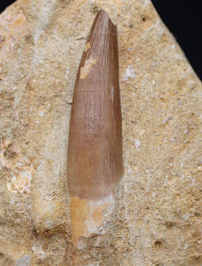 白亜紀の海生爬虫類、首長竜、エラスモサウルス(Elasmosaurus)の母岩付きの歯化石(その3)