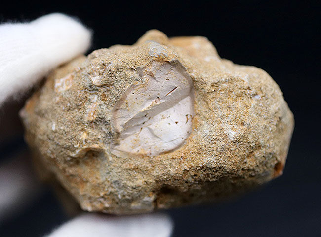 白亜紀の海生爬虫類、首長竜、エラスモサウルス(Elasmosaurus)の母岩付きの歯化石(その5)