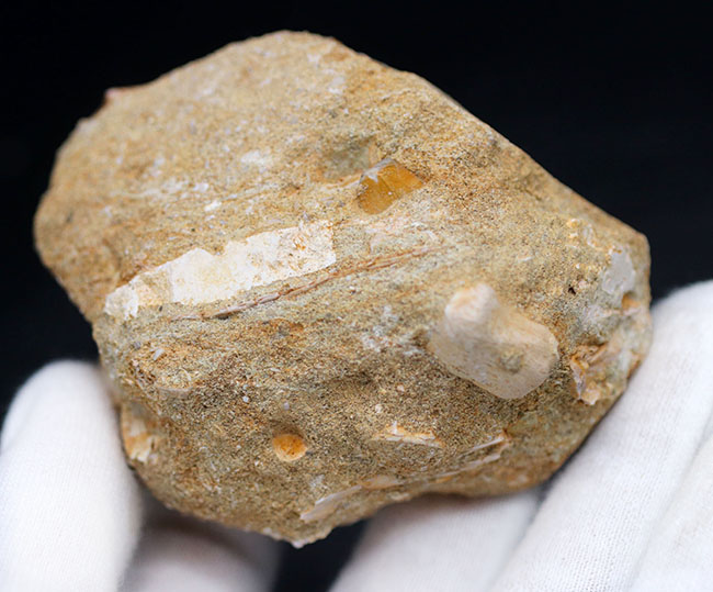 白亜紀の海生爬虫類、首長竜、エラスモサウルス(Elasmosaurus)の母岩付きの歯化石(その6)