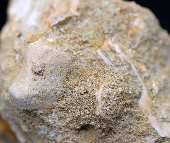 白亜紀の海生爬虫類、首長竜、エラスモサウルス(Elasmosaurus)の母岩付きの歯化石(その7)