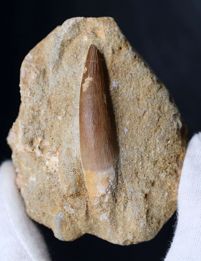 白亜紀の海生爬虫類、首長竜、エラスモサウルス(Elasmosaurus)の母岩付きの歯化石(その8)