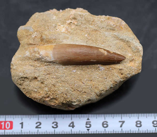 白亜紀の海生爬虫類、首長竜、エラスモサウルス(Elasmosaurus)の母岩付きの歯化石(その9)