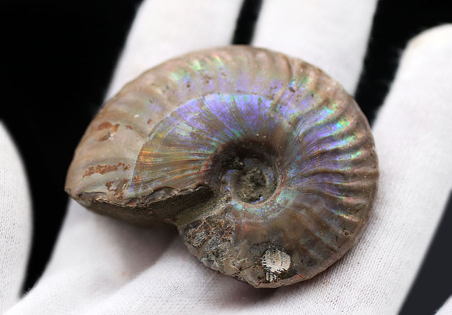 青色が見られます!マダガスカル産のアンモナイト、白亜紀のクレオニセラス(Cleoniceras)化石。(その3)