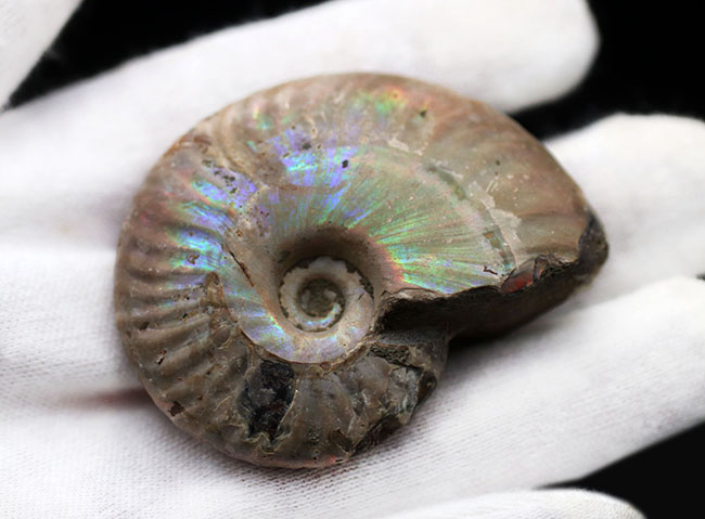 青色が見られます!マダガスカル産のアンモナイト、白亜紀のクレオニセラス(Cleoniceras)化石。(その4)