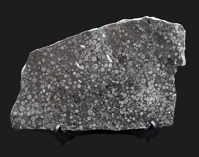 国産化石マニアックシリーズ！２９センチ・２キロオーバー！岐阜県金生山産、フズリナの上質大判プレート化石。丁寧にポリッシュされた鏡面仕上げ（その1）