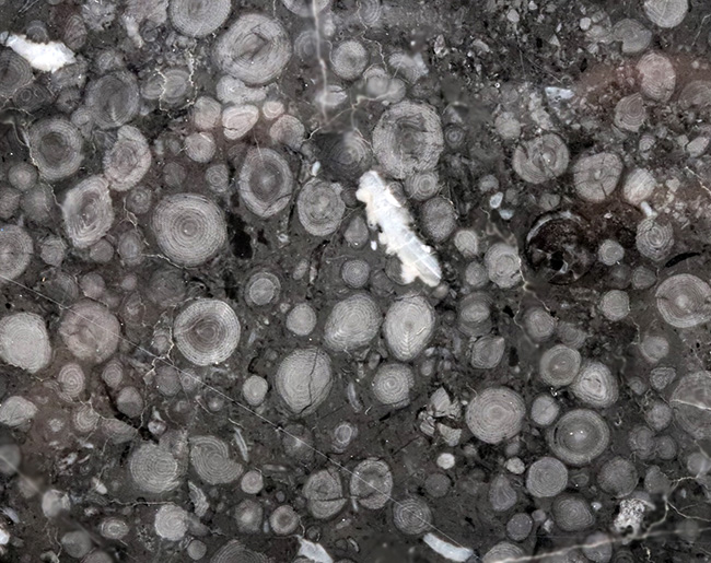 国産化石マニアックシリーズ！２９センチ・２キロオーバー！岐阜県金生山産、フズリナの上質大判プレート化石。丁寧にポリッシュされた鏡面仕上げ（その3）