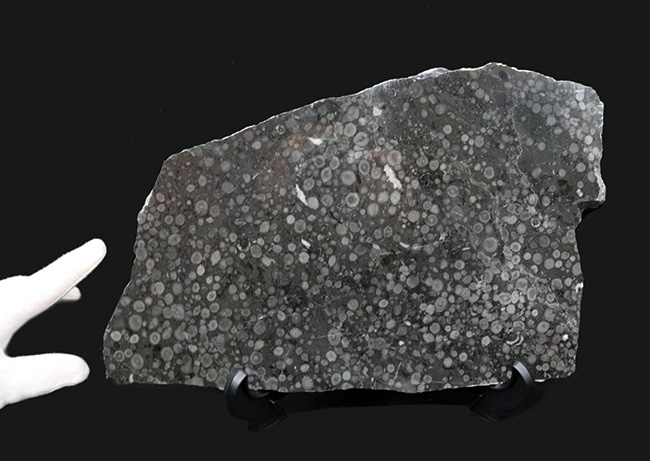 国産化石マニアックシリーズ！２９センチ・２キロオーバー！岐阜県金生山産、フズリナの上質大判プレート化石。丁寧にポリッシュされた鏡面仕上げ（その4）