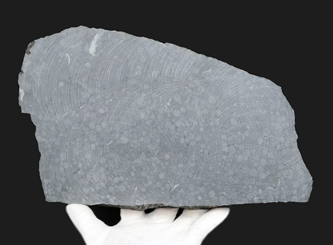 国産化石マニアックシリーズ！２９センチ・２キロオーバー！岐阜県金生山産、フズリナの上質大判プレート化石。丁寧にポリッシュされた鏡面仕上げ（その6）