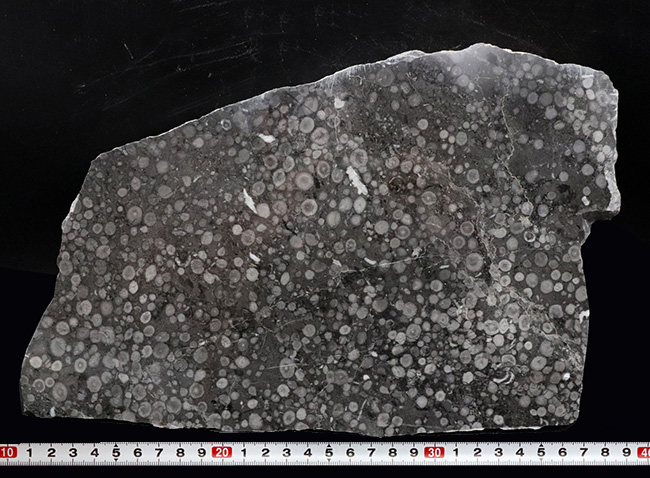 国産化石マニアックシリーズ！２９センチ・２キロオーバー！岐阜県金生山産、フズリナの上質大判プレート化石。丁寧にポリッシュされた鏡面仕上げ（その8）