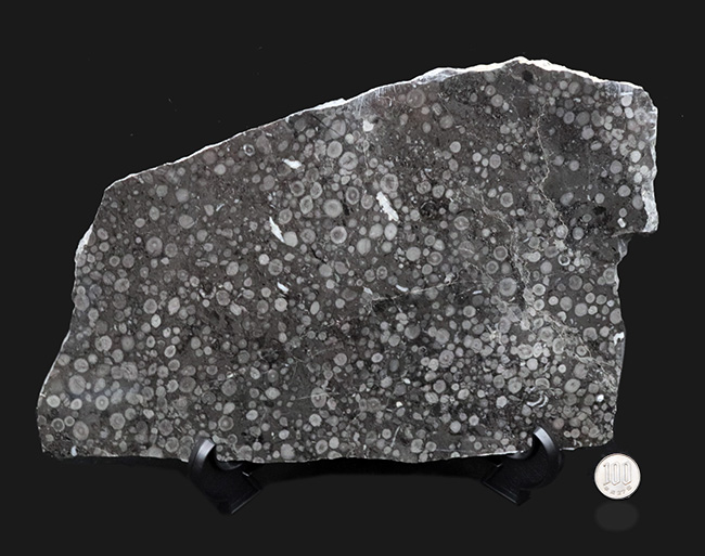 国産化石マニアックシリーズ！２９センチ・２キロオーバー！岐阜県金生山産、フズリナの上質大判プレート化石。丁寧にポリッシュされた鏡面仕上げ（その9）