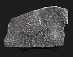 国産化石マニアックシリーズ！２９センチ・２キロオーバー！岐阜県金生山産、フズリナの上質大判プレート化石。丁寧にポリッシュされた鏡面仕上げ