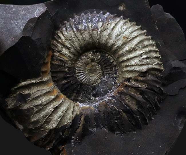 ネガポジ両方揃ったノジュール標本、シャリグラムと呼ばれる、珍しいネパール産の黄鉄鉱化アンモナイト（Ammonite）（その1）