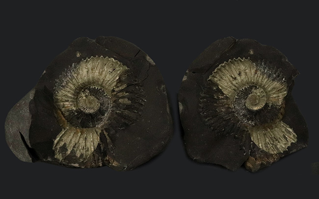 ネガポジ両方揃ったノジュール標本、シャリグラムと呼ばれる、珍しいネパール産の黄鉄鉱化アンモナイト（Ammonite）（その2）