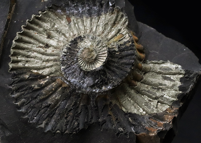 ネガポジ両方揃ったノジュール標本、シャリグラムと呼ばれる、珍しいネパール産の黄鉄鉱化アンモナイト（Ammonite）（その4）