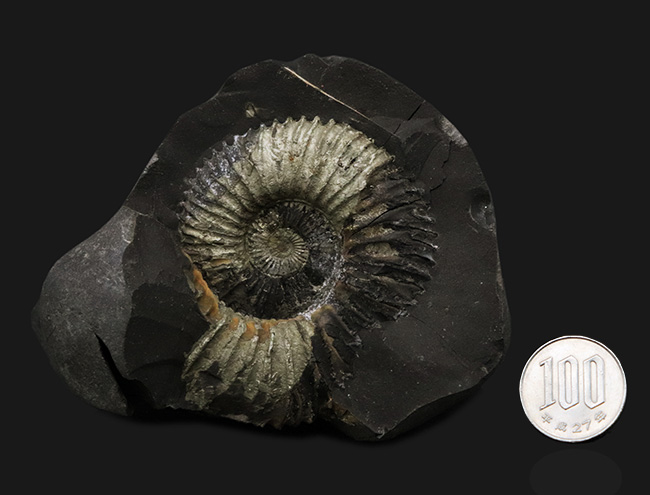ネガポジ両方揃ったノジュール標本、シャリグラムと呼ばれる、珍しいネパール産の黄鉄鉱化アンモナイト（Ammonite）（その8）