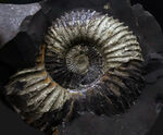 ネガポジ両方揃ったノジュール標本、シャリグラムと呼ばれる、珍しいネパール産の黄鉄鉱化アンモナイト（Ammonite）
