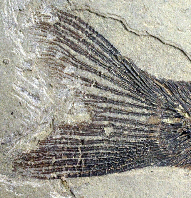 およそ５０００万年前の鯉、ジアンガニクチス・フベイエンシス（Jianghanichthys hubeiensis）の化石の化石。魚体１０センチオーバー。（その10）