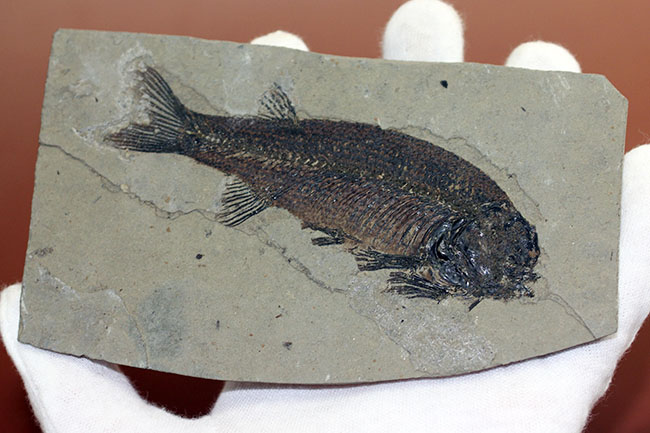 およそ５０００万年前の鯉、ジアンガニクチス・フベイエンシス（Jianghanichthys hubeiensis）の化石の化石。魚体１０センチオーバー。（その11）