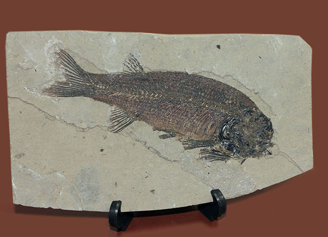 およそ５０００万年前の鯉、ジアンガニクチス・フベイエンシス（Jianghanichthys hubeiensis）の化石の化石。魚体１０センチオーバー。（その12）