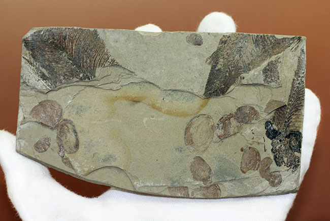 およそ５０００万年前の鯉、ジアンガニクチス・フベイエンシス（Jianghanichthys hubeiensis）の化石の化石。魚体１０センチオーバー。（その14）