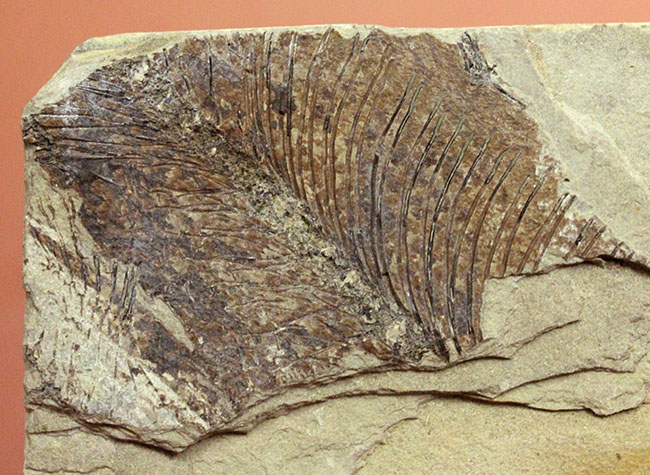 およそ５０００万年前の鯉、ジアンガニクチス・フベイエンシス（Jianghanichthys hubeiensis）の化石の化石。魚体１０センチオーバー。（その15）