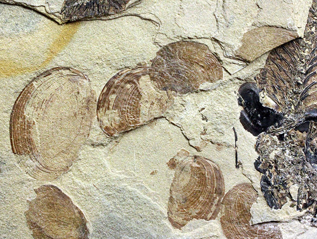 およそ５０００万年前の鯉、ジアンガニクチス・フベイエンシス（Jianghanichthys hubeiensis）の化石の化石。魚体１０センチオーバー。（その16）