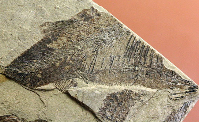 およそ５０００万年前の鯉、ジアンガニクチス・フベイエンシス（Jianghanichthys hubeiensis）の化石の化石。魚体１０センチオーバー。（その17）