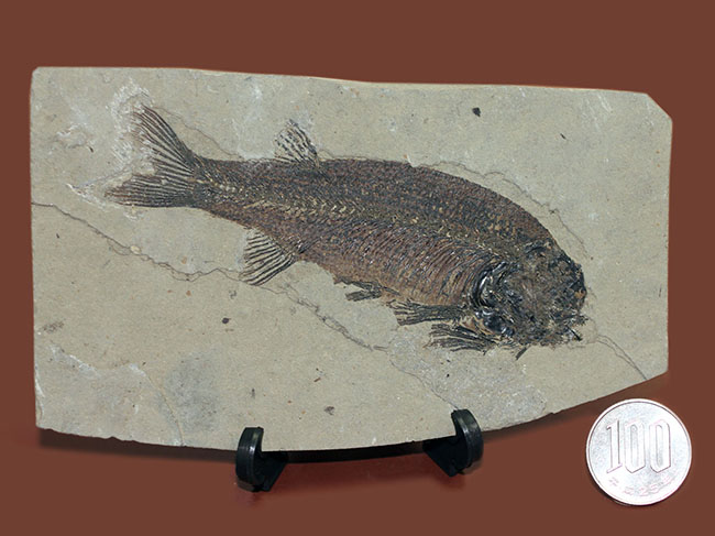 およそ５０００万年前の鯉、ジアンガニクチス・フベイエンシス（Jianghanichthys hubeiensis）の化石の化石。魚体１０センチオーバー。（その18）