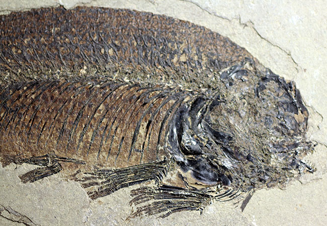 およそ５０００万年前の鯉、ジアンガニクチス・フベイエンシス（Jianghanichthys hubeiensis）の化石の化石。魚体１０センチオーバー。（その2）