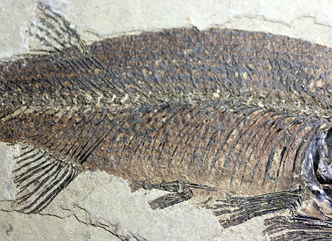 およそ５０００万年前の鯉、ジアンガニクチス・フベイエンシス（Jianghanichthys hubeiensis）の化石の化石。魚体１０センチオーバー。（その3）