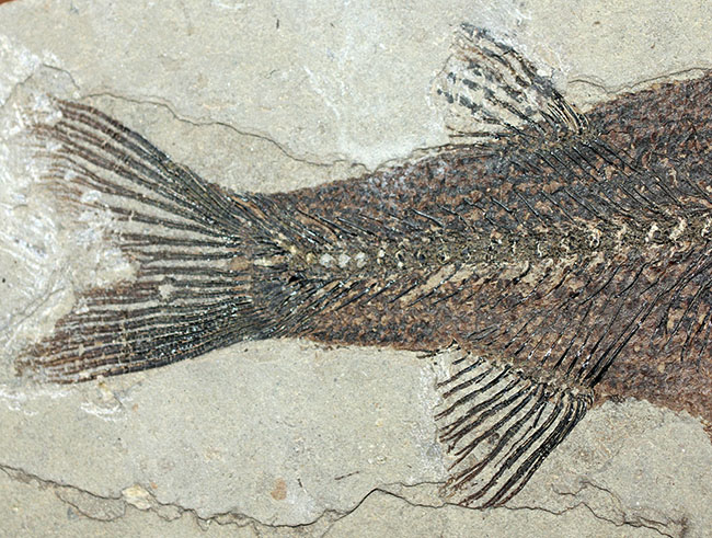 およそ５０００万年前の鯉、ジアンガニクチス・フベイエンシス（Jianghanichthys hubeiensis）の化石の化石。魚体１０センチオーバー。（その4）