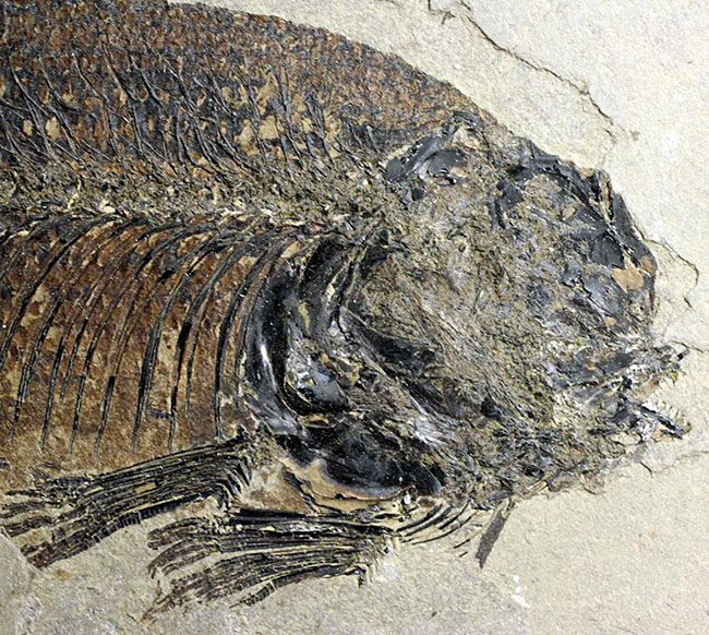 およそ５０００万年前の鯉、ジアンガニクチス・フベイエンシス（Jianghanichthys hubeiensis）の化石の化石。魚体１０センチオーバー。（その6）