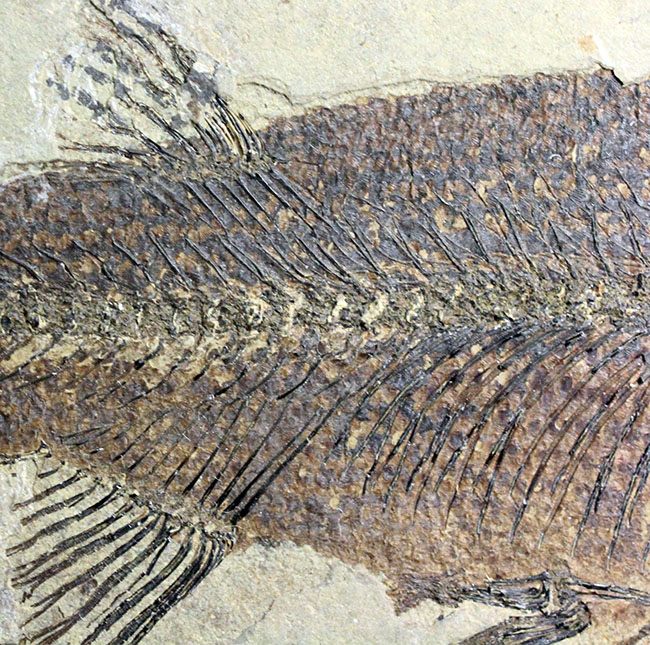 およそ５０００万年前の鯉、ジアンガニクチス・フベイエンシス（Jianghanichthys hubeiensis）の化石の化石。魚体１０センチオーバー。（その7）