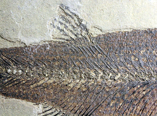 およそ５０００万年前の鯉、ジアンガニクチス・フベイエンシス（Jianghanichthys hubeiensis）の化石の化石。魚体１０センチオーバー。（その8）