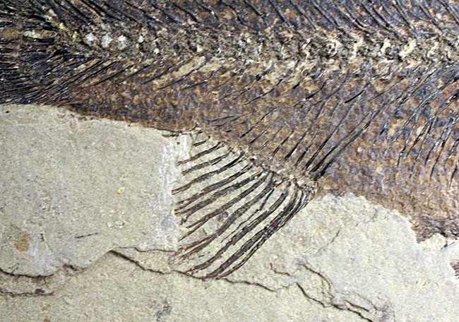 およそ５０００万年前の鯉、ジアンガニクチス・フベイエンシス（Jianghanichthys hubeiensis）の化石の化石。魚体１０センチオーバー。（その9）