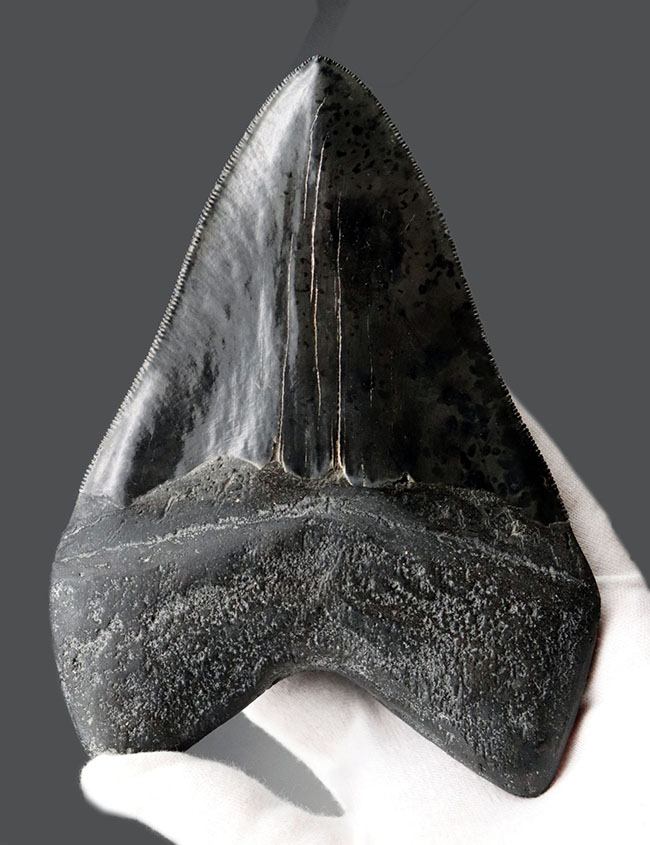 化石セブン史上最大級！カーブ計測１６.５センチ５００グラムというメガサイズ！極めて上質な保存状態を示す漆黒のメガロドン（Carcharodon megalodon）の歯化石（その1）