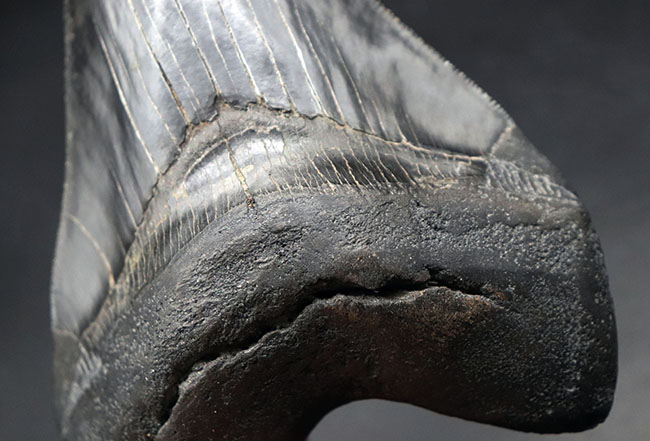 化石セブン史上最大級！カーブ計測１６.５センチ５００グラムというメガサイズ！極めて上質な保存状態を示す漆黒のメガロドン（Carcharodon megalodon）の歯化石（その10）