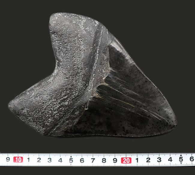 化石セブン史上最大級！カーブ計測１６.５センチ５００グラムというメガサイズ！極めて上質な保存状態を示す漆黒のメガロドン（Carcharodon megalodon）の歯化石（その16）