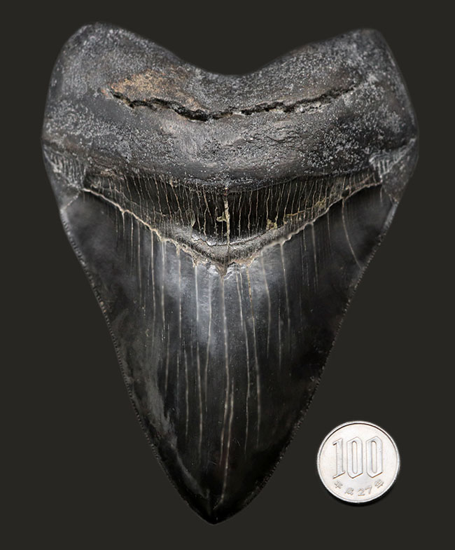 化石セブン史上最大級！カーブ計測１６.５センチ５００グラムというメガサイズ！極めて上質な保存状態を示す漆黒のメガロドン（Carcharodon megalodon）の歯化石（その17）