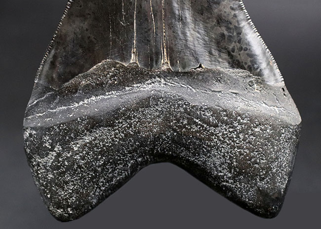 化石セブン史上最大級！カーブ計測１６.５センチ５００グラムというメガサイズ！極めて上質な保存状態を示す漆黒のメガロドン（Carcharodon megalodon）の歯化石（その3）