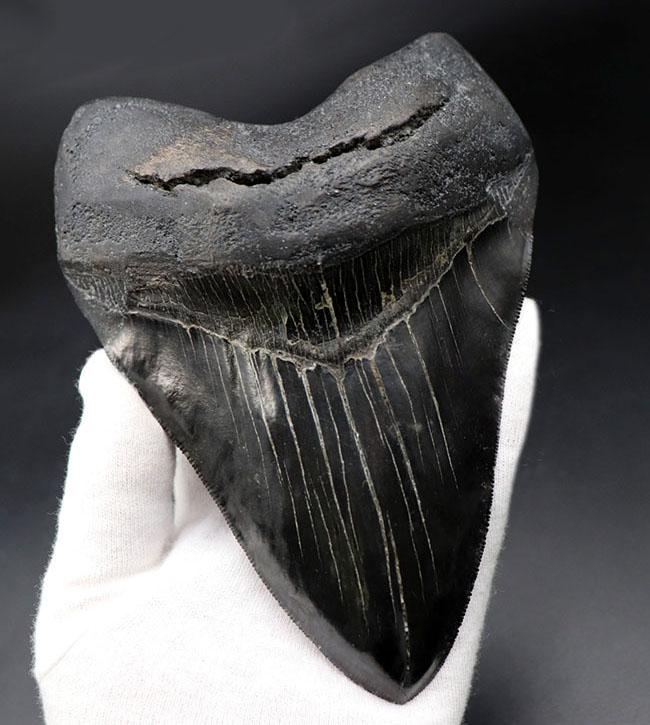 化石セブン史上最大級！カーブ計測１６.５センチ５００グラムというメガサイズ！極めて上質な保存状態を示す漆黒のメガロドン（Carcharodon megalodon）の歯化石（その4）