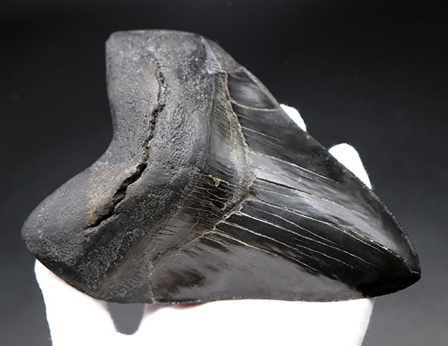 化石セブン史上最大級！カーブ計測１６.５センチ５００グラムというメガサイズ！極めて上質な保存状態を示す漆黒のメガロドン（Carcharodon megalodon）の歯化石（その6）