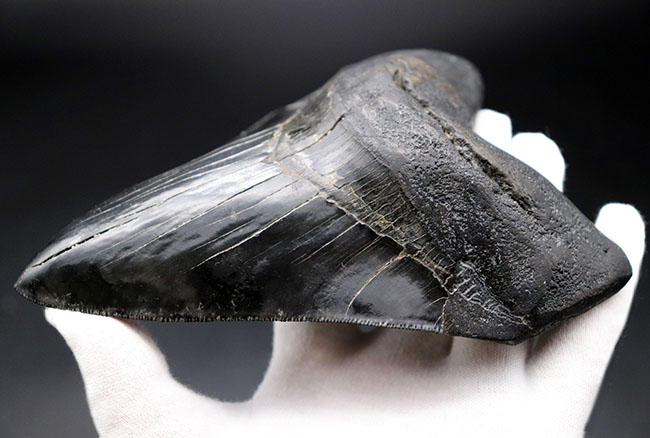 化石セブン史上最大級！カーブ計測１６.５センチ５００グラムというメガサイズ！極めて上質な保存状態を示す漆黒のメガロドン（Carcharodon megalodon）の歯化石（その8）