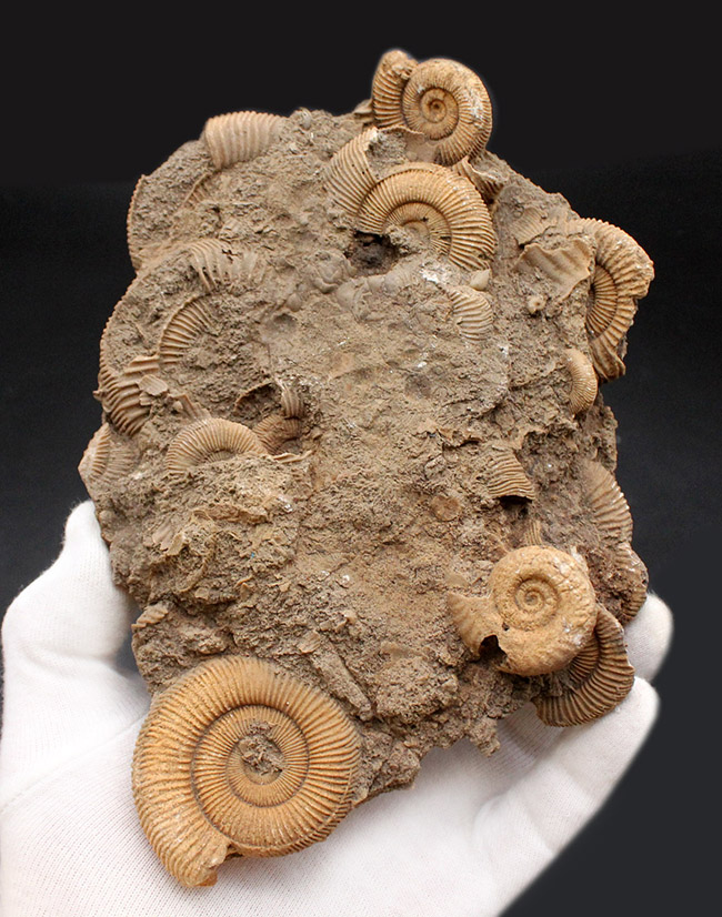 人気！ジュラ紀ドイツ産ダクチリオセラス（Dactylioceras sp.）の群集化石（その1）