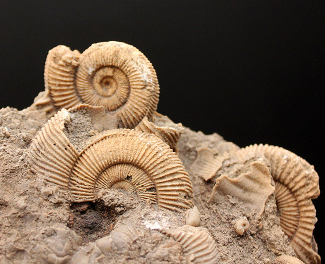 人気!ジュラ紀ドイツ産ダクチリオセラス(Dactylioceras sp.)の群集化石(その3)