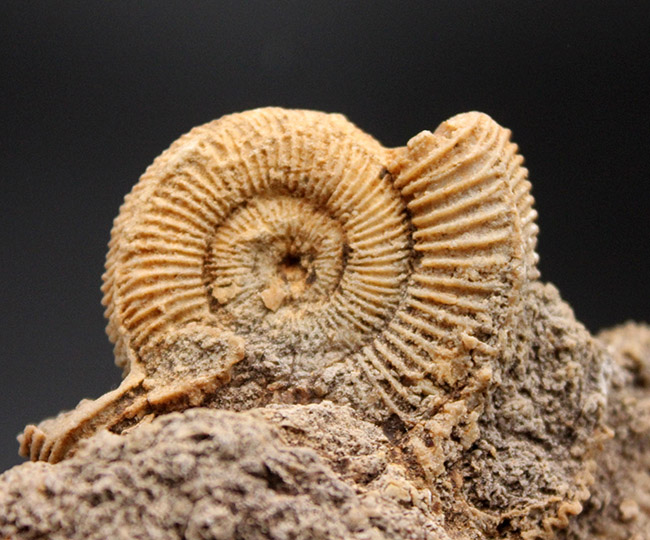 人気!ジュラ紀ドイツ産ダクチリオセラス(Dactylioceras sp.)の群集化石(その5)
