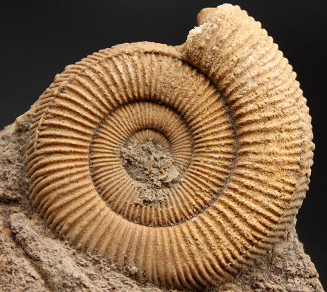 人気!ジュラ紀ドイツ産ダクチリオセラス(Dactylioceras sp.)の群集化石(その6)