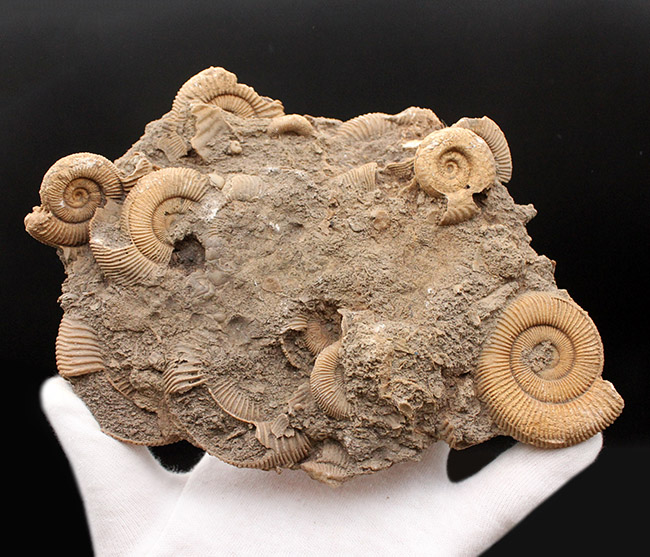 人気!ジュラ紀ドイツ産ダクチリオセラス(Dactylioceras sp.)の群集化石(その8)