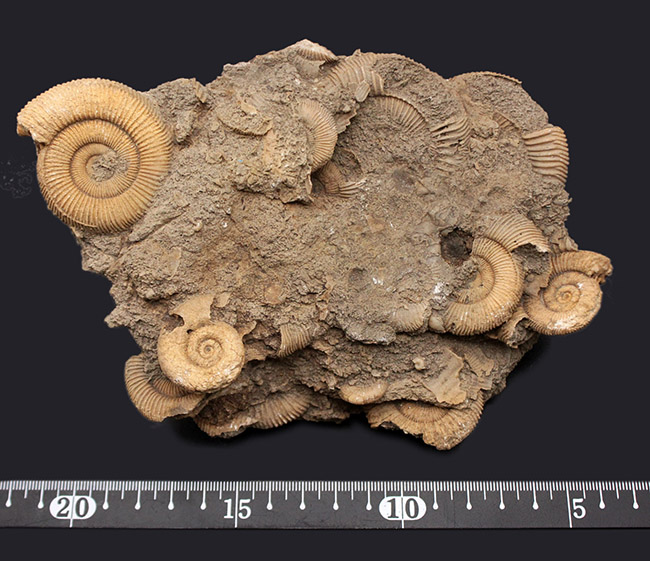 人気!ジュラ紀ドイツ産ダクチリオセラス(Dactylioceras sp.)の群集化石(その9)